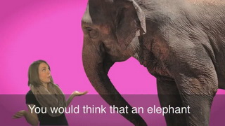 Elephant_in_the_Room.jpg